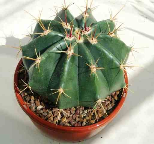 Ferocactus_lamosanus